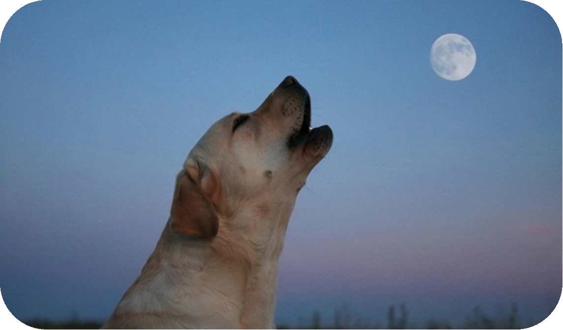 The Reasons Why Dogs Howl