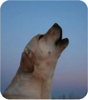 The Reasons Why Dogs Howl