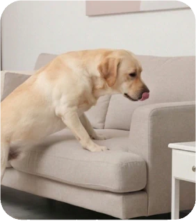 Why Do Dogs Lick Furniture?
