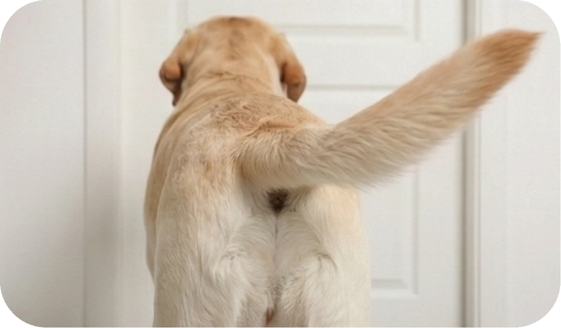 12 Ways Dogs Show Love