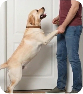Teaching Your Dog to Shake Paws