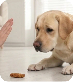 How to Train Your Dog to Respond to the 