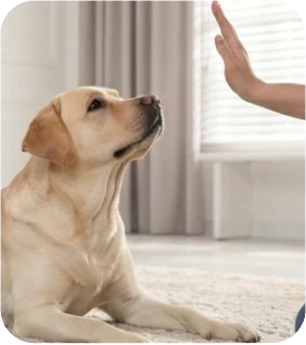 How to Teach Your Dog to Lie Down