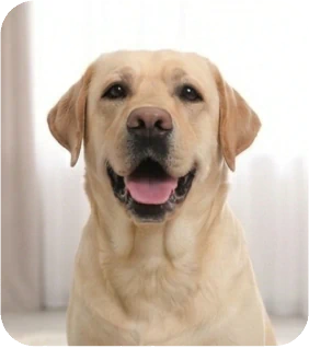 How to Train Your Dog to Speak or Be Quiet