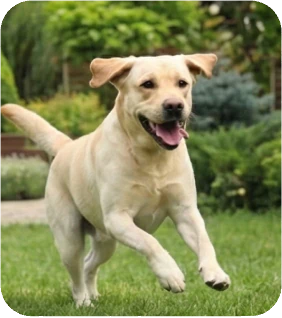 Teaching Your Dog to Spin