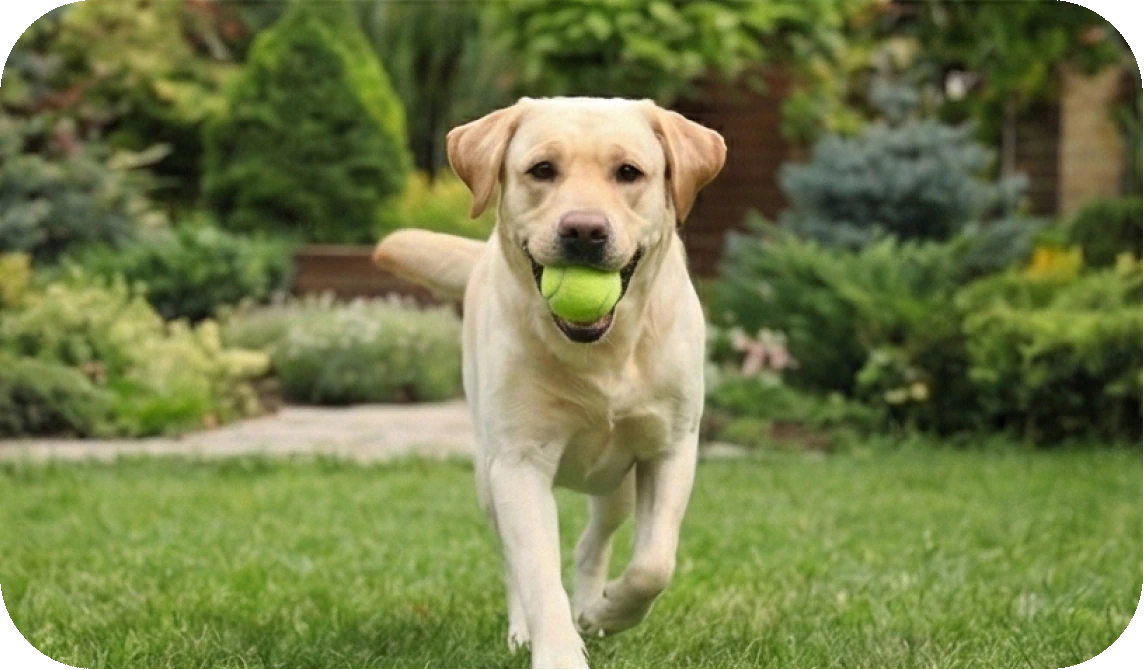 How to Train Your Dog to Fetch