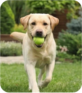 How to Train Your Dog to Fetch