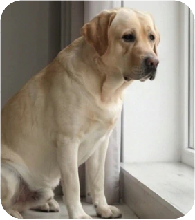 Steps to Train Your Dog to Wait