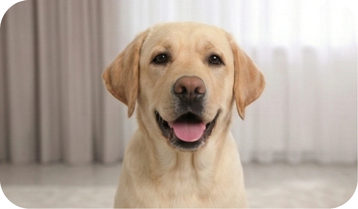 How to Train a Puppy to Sit