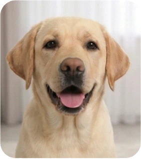 How to Train a Puppy to Sit