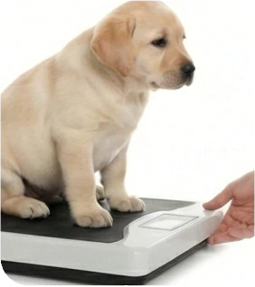 Helping an Overweight Puppy Lose Weight