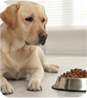 Why Isn't My Dog Eating?