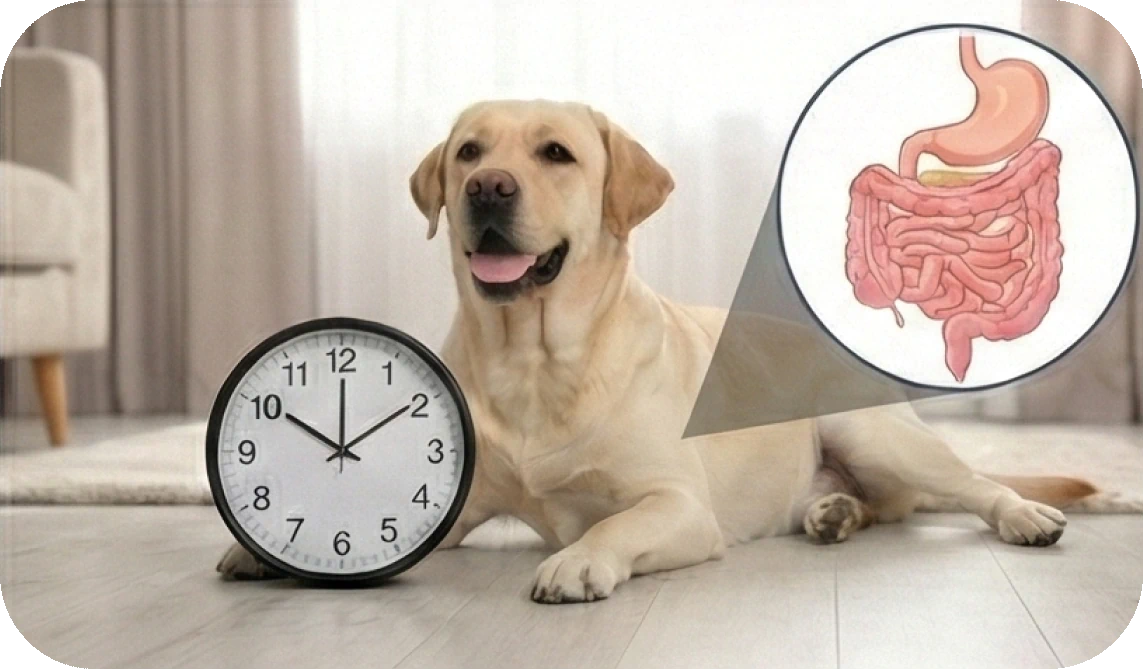 How Long Does It Take a Dog to Digest Food?
