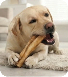 Discovering the Finest Dog Chews