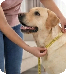 What Should Be the Ideal Weight for Your Dog?