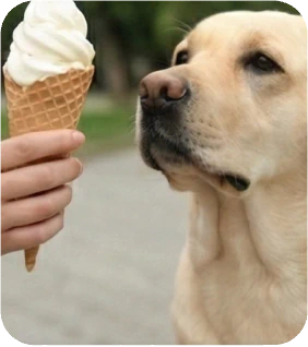 Can Dogs Eat Ice Cream?