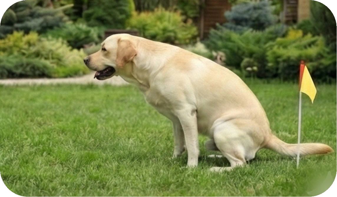 How to Potty Train Your Dog to Go in One Spot?