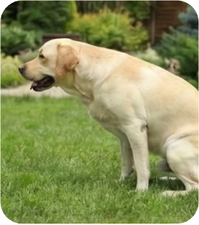 How to Potty Train Your Dog to Go in One Spot?