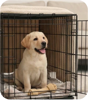Crate Training Your Puppy