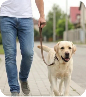 How to Walk Your Dog