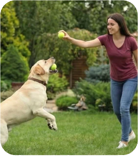 How to Train Your Dog to Play