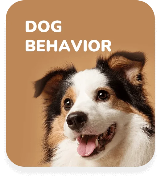 Dog Behavior