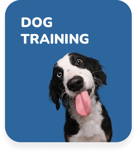 Dog Training
